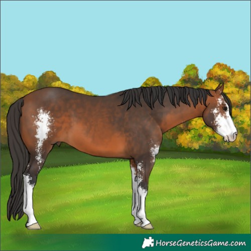 Horse Color:Bay Sabino 
