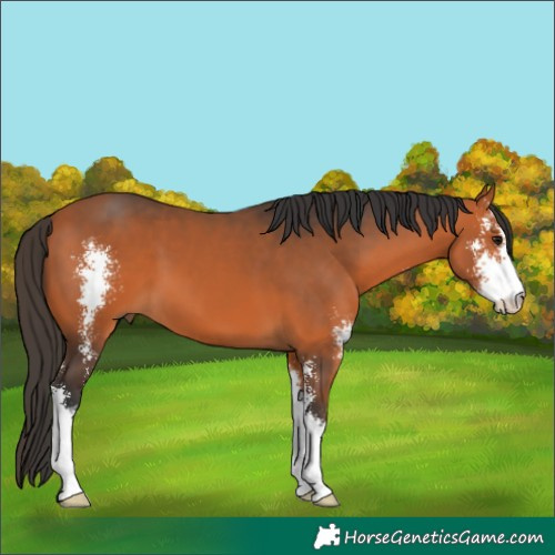 Horse Color:Bay Sabino 