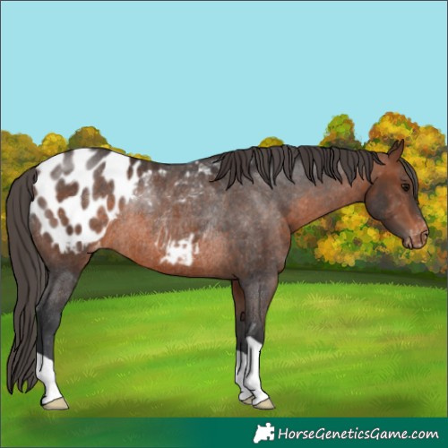 Horse Color:Brown Appaloosa Rabicano 