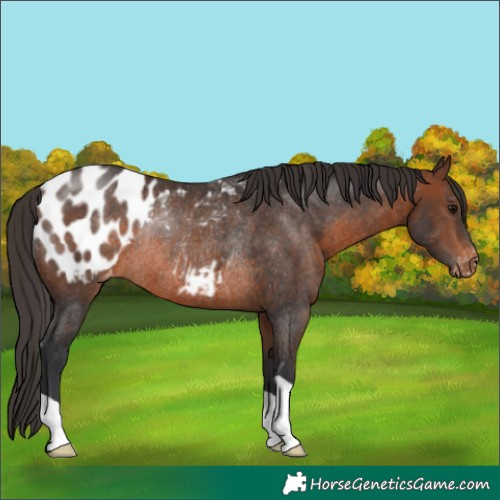Horse Color:Brown Appaloosa Rabicano 