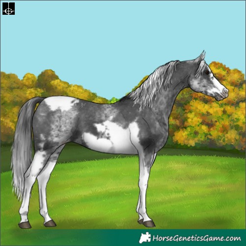 Horse Color:White Spotted Black Splash Tobiano Frame Appaloosa 