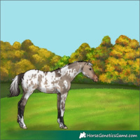 Horse Color:White Spotted Brown Dun Appaloosa 