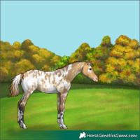 Horse Color:White Spotted Buckskin Dun Appaloosa