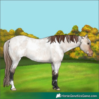 Horse Color:White Spotted Bay Roan Dun Varnish Rabicano