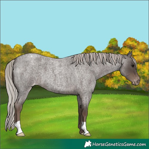 Horse Color:Silver Blue Roan Appaloosa 