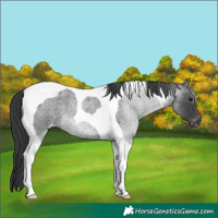 Horse Color:Blue Roan Tobiano Varnish 