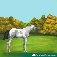 Horse Color:Blue Roan Tobiano Appaloosa 
