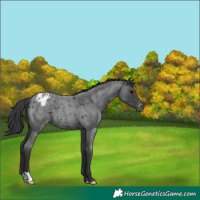 Horse Color:Blue Roan Appaloosa 