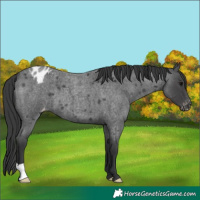 Horse Color:Blue Roan Appaloosa