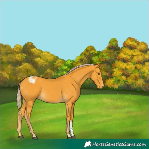 Horse Color:Palomino Tobiano Varnish 