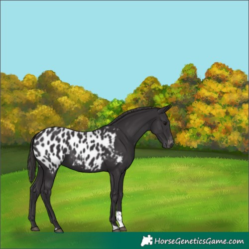 Horse Color:Smoky Black Tobiano Appaloosa 