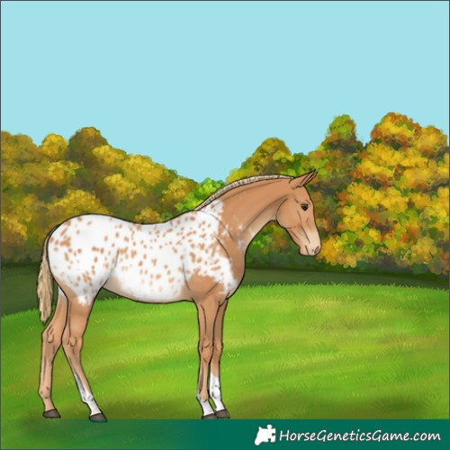 Horse Color:Chestnut Tobiano Appaloosa