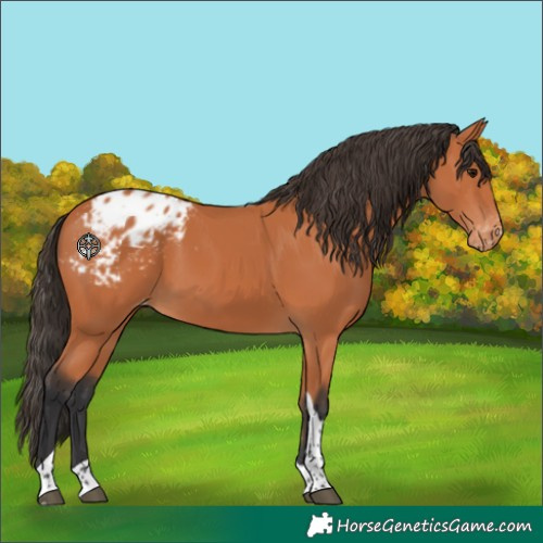 Horse Color:Bay Tobiano Blanket 