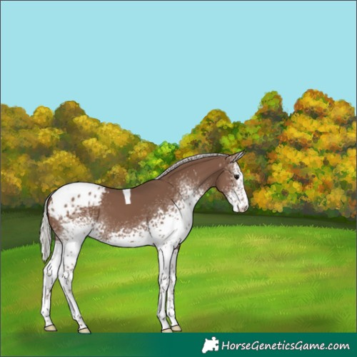 Horse Color:White Spotted Silver Black Tobiano Appaloosa 