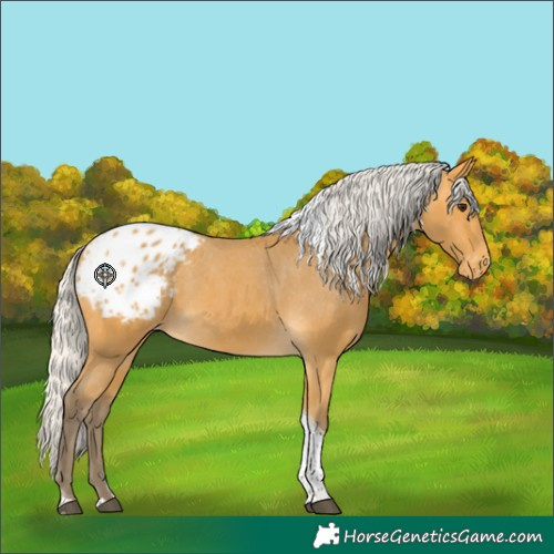 Horse Color:Silver Buckskin Tobiano Blanket 