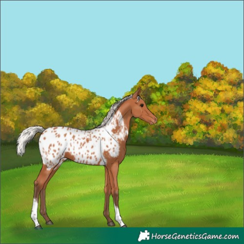 Horse Color:Silver Bay Tobiano Near Leopard 