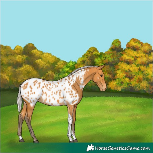 Horse Color:Silver Buckskin Tobiano Near Leopard 