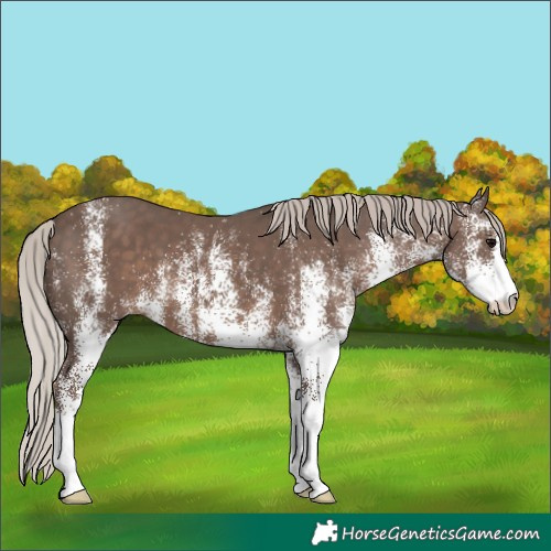Horse Color:White Spotted Silver Black 