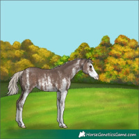 Horse Color:White Spotted Silver Black 