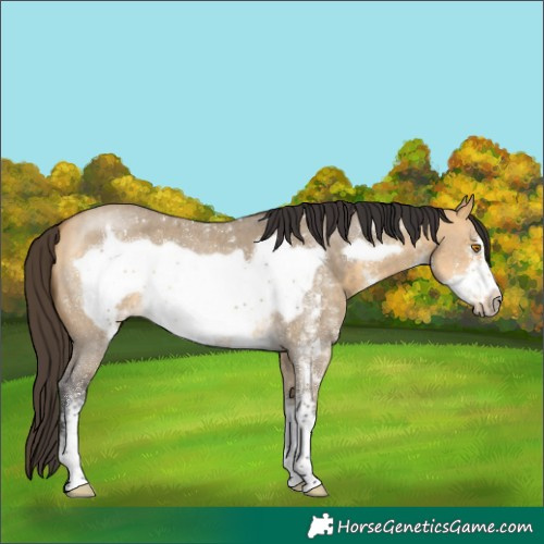 Horse Color:Buckskin Dun Sabino Frame