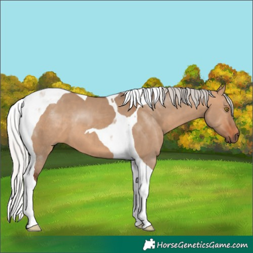Horse Color:Silver Brown Dun Tobiano 