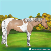 Horse Color:Silver Brown Dun Tobiano 