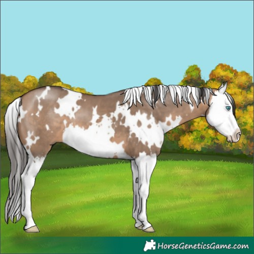 Horse Color:White Spotted Bay Dun Splash 