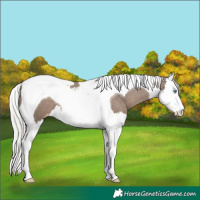 Horse Color:Silver Grullo Splash Tobiano Varnish 