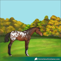 Horse Color:Bay Appaloosa 