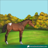 Horse Color:Bay Appaloosa 