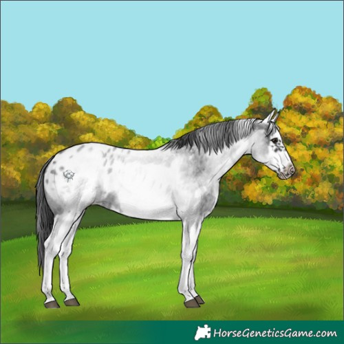 Horse Color:White Spotted Blue Roan Splash Frame Appaloosa 