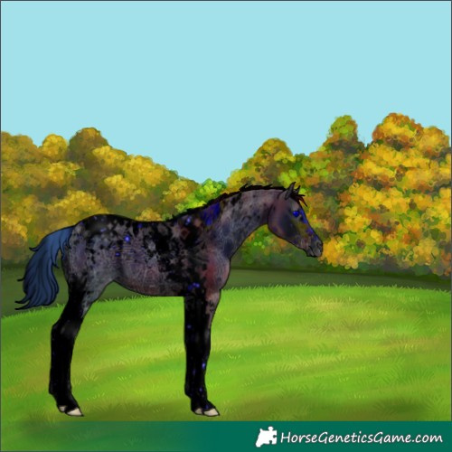 Horse Color:ERROR: UNKNOWN ANOMALY