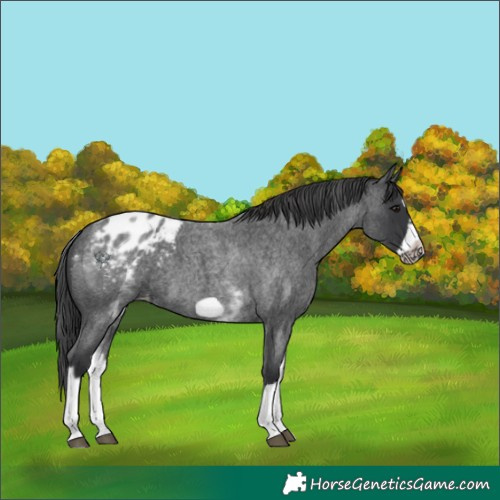 Horse Color:White Spotted Blue Roan Splash Frame Appaloosa 