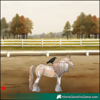 Horse Color:White Spotted Red Dun Appaloosa 