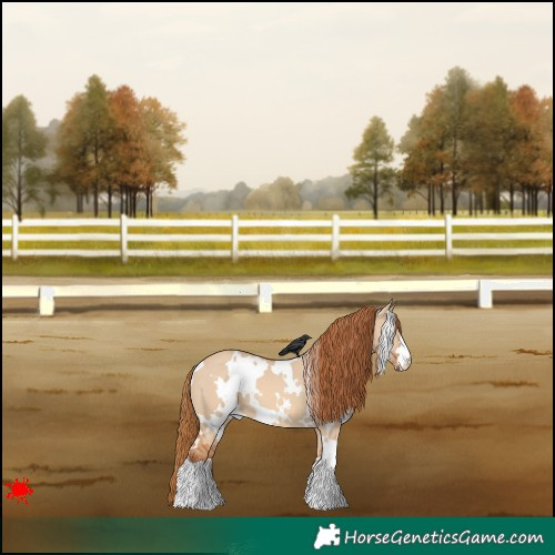 Horse Color:White Spotted Red Dun