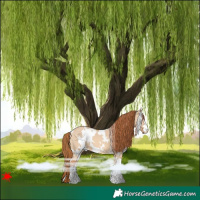 Horse Color:White Spotted Red Dun 