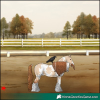 Horse Color:White Spotted Red Dun 