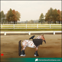 Horse Color:Bay Roan Appaloosa 