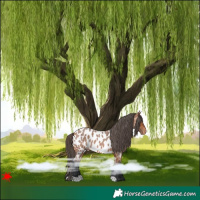 Horse Color:Bay Roan Appaloosa 