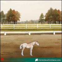 Horse Color:White Spotted Silver Bay Dun Appaloosa 