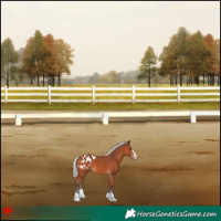 Horse Color:Silver Bay Appaloosa 