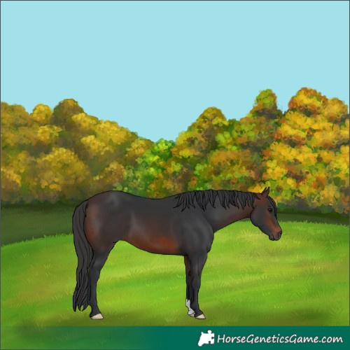 Horse Color:Brown 