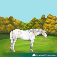 Horse Color:Silver Black Pearl Sabino Tobiano Varnish 