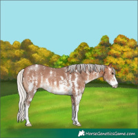 Horse Color:Silver Brown Sabino 