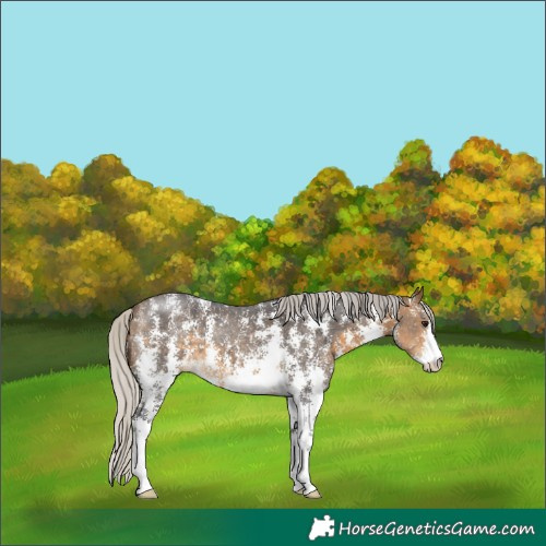 Horse Color:Silver Buckskin Sabino 