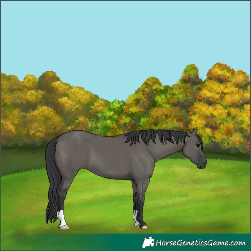 Horse Color:Grullo 