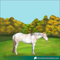 Horse Color:Bay Dun Sabino Tobiano Appaloosa Rabicano