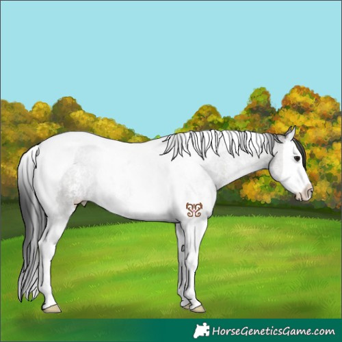 Horse Color:Grullo Sabino Splash Tobiano Rabicano 