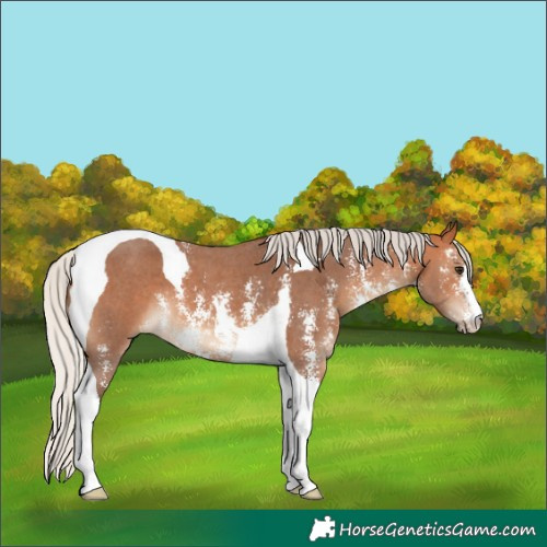 Horse Color:Silver Bay Sabino Tobiano 