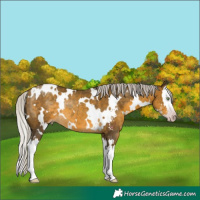 Horse Color:Gray White Spotted Silver Sable Cream Champagne Sabino Splash Appaloosa Rabicano 